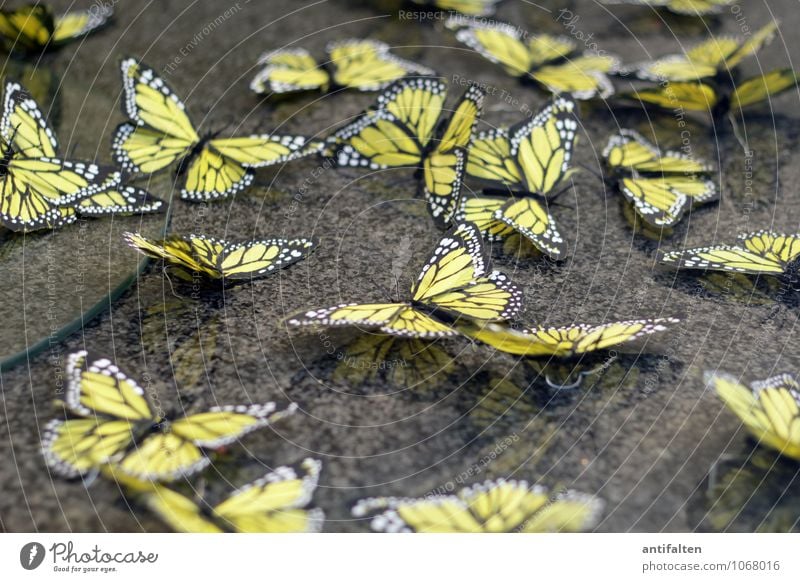 Fresh butterflies Lifestyle Design Leisure and hobbies Handcrafts Easter Profession Interior designer Shop window Window dresser Spring Butterfly Wing