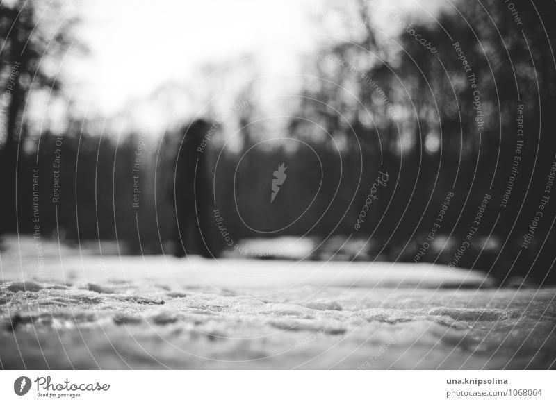 winter walk 1 Human being Landscape Winter Snow Park Forest Going Stand Threat Dark Cold To go for a walk Black & white photo Exterior shot Copy Space top