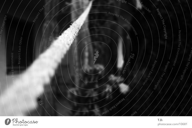 balance Hold Tighten Rescue Blur Macro (Extreme close-up) Close-up Garden Rope focus Black & white photo