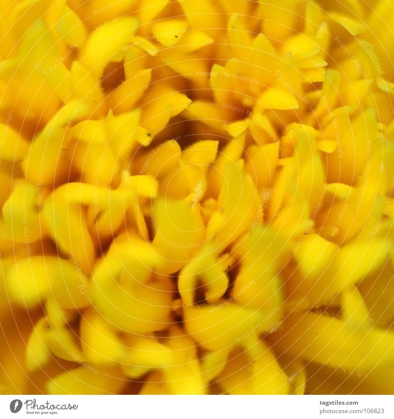 Growing up Plant Flower Yellow Growth Maturing time Animal Macro (Extreme close-up) Close-up Summer grow growing daytime Nature plants