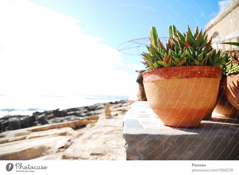 Houseplant on holiday Plant Garden Bright Aloe Flowerpot Stone Summer vacation Morocco Atlantic coast Colour photo Exterior shot