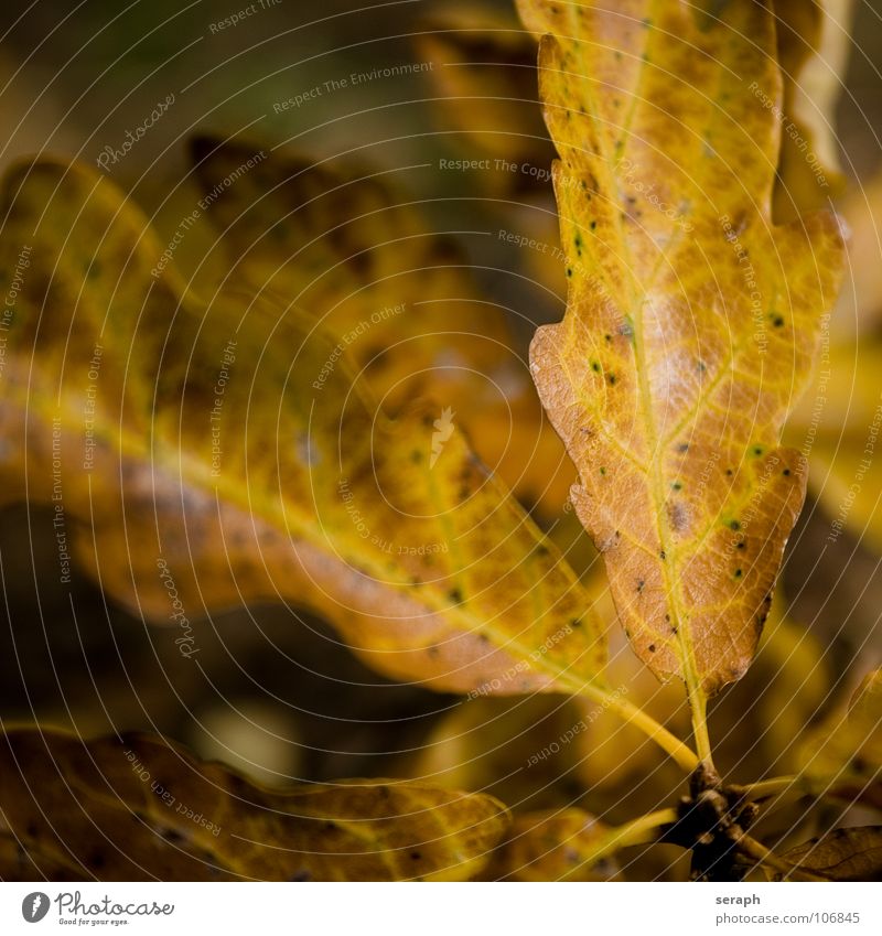 Autumnal Foliage Tree Oak tree Oak leaf Leaf Treetop acer Leaf canopy Nature Seasons Leaf filament Rachis Leaf green Colour Colouring Plant Deciduous tree