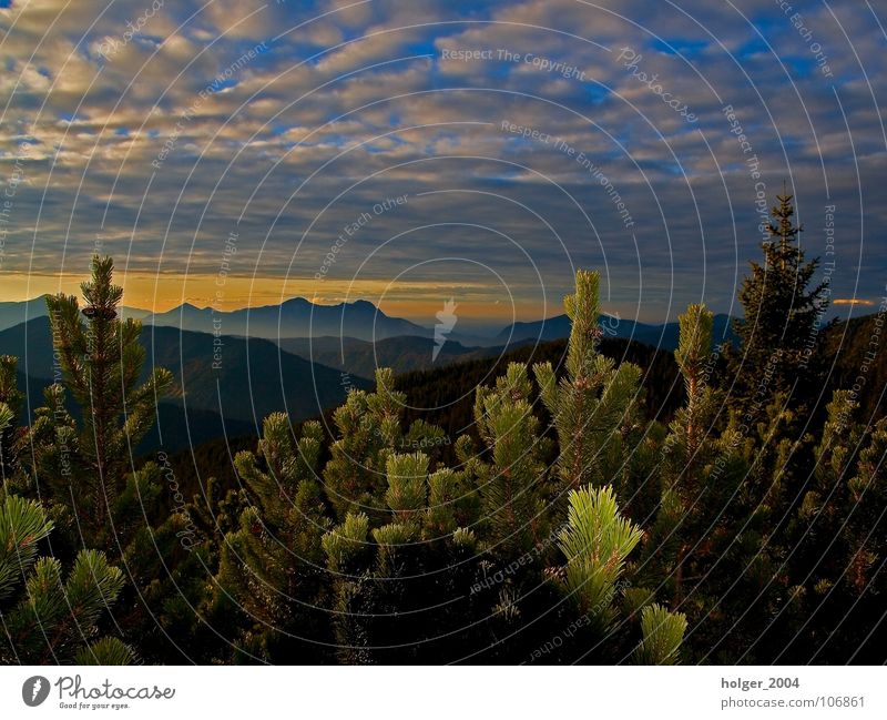 View in the Black Forest Tree Sunset Back-light Clouds Panorama (View) Coniferous trees Dusk Mountain Sky Landscape Nature