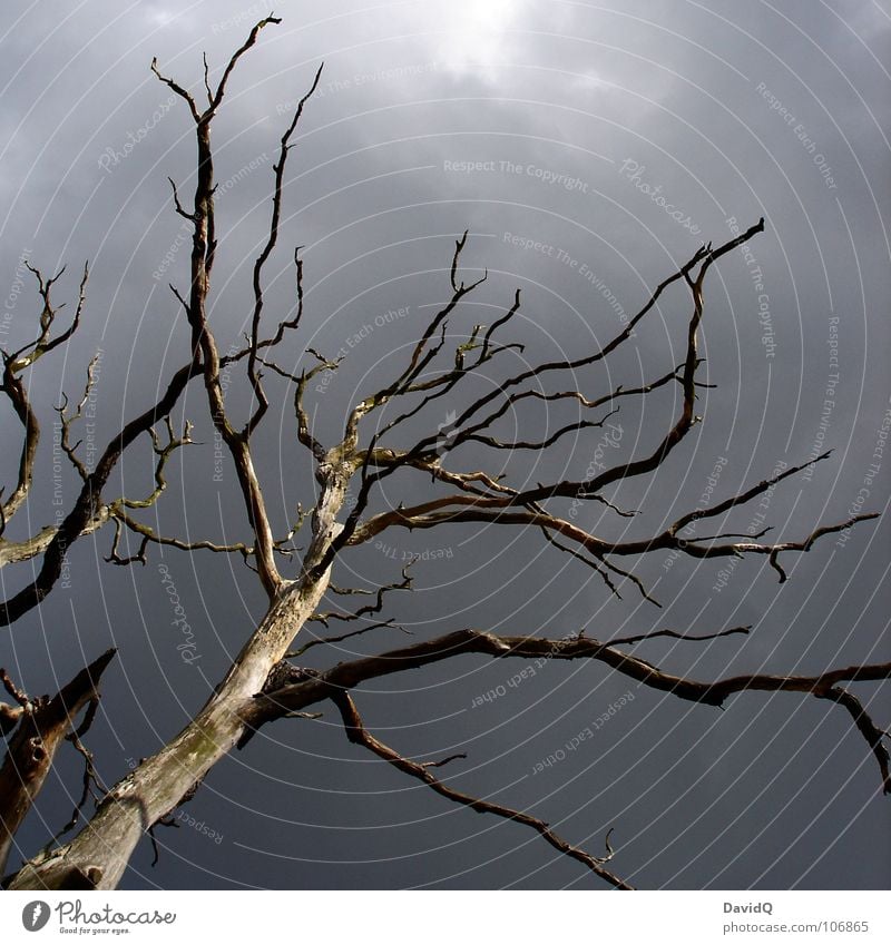 autumn Tree Autumn Drought Dry Leafless Wood Log Forest death Death Transience Gray Clouds Dark Branched Towering Apocalypse Grief Distress Dried Tree trunk