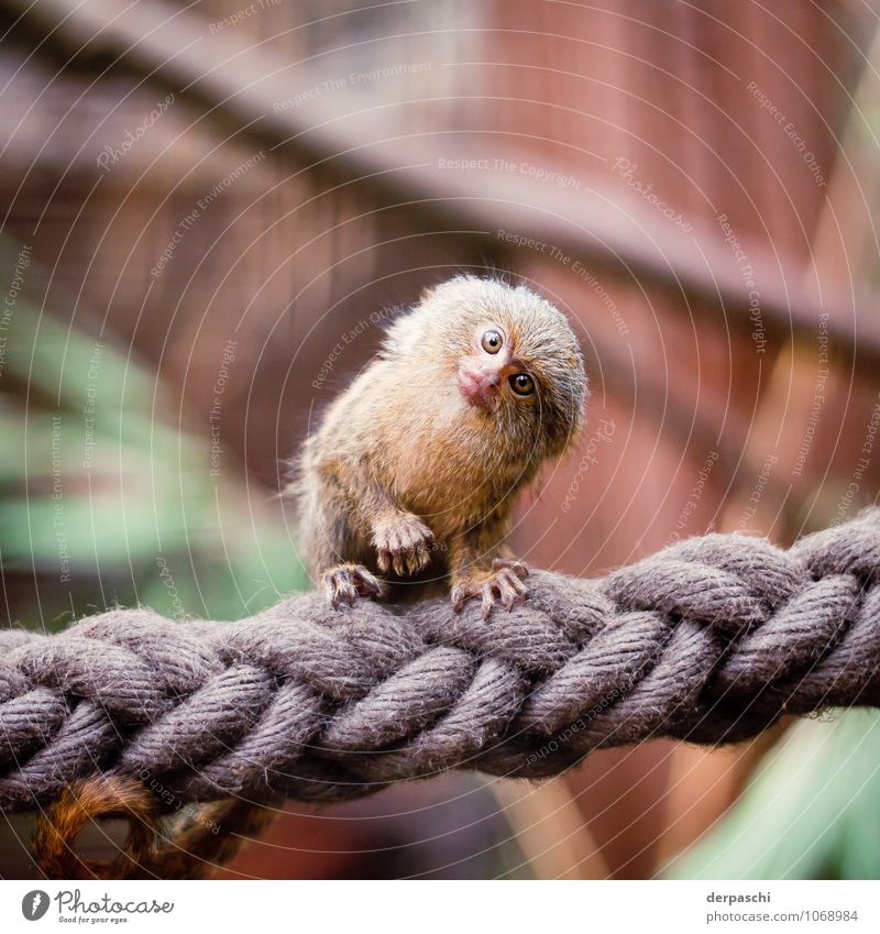 what's going on? Animal Wild animal Animal face Pelt Zoo Monkeys 1 Curiosity Brown Tilt Ask Amazed Colour photo Exterior shot Close-up Deserted Blur