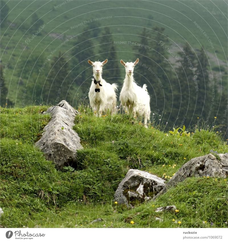 Goats on pasture Milk Mountain Agriculture Forestry Landscape Animal Herd Free Together White Willow tree appenzellerland Rural Alpine pasture exterior