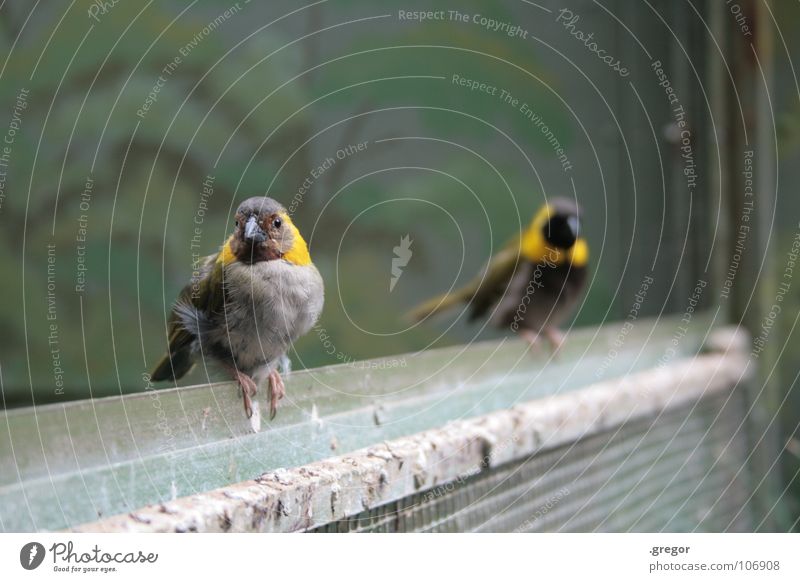 birds Bird Rod Crouch Zoo Berlin zoo Cage Yellow Brown Gray Black Beak Feather Sit to sit to perch Dirty bird dung grey coat Feces