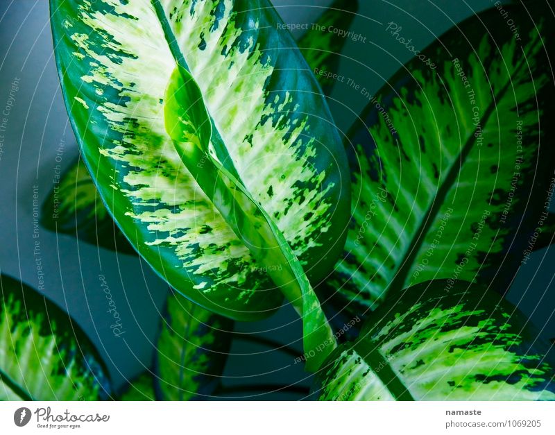 schedules Plant Leaf Foliage plant Blue Green Happy Colour photo Subdued colour Interior shot Deserted Copy Space left Copy Space right