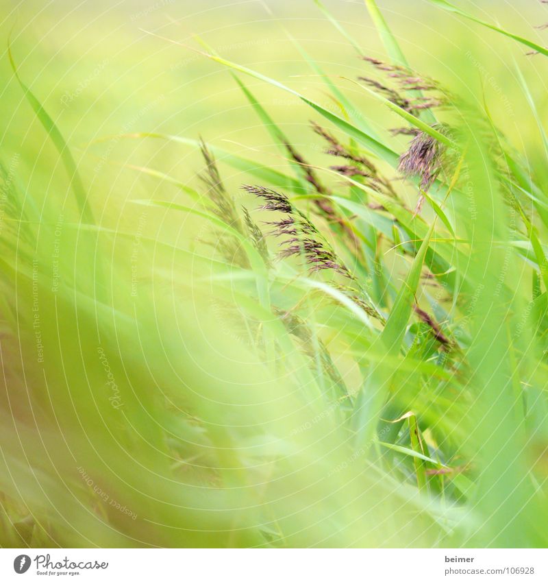 green stuff Grass Green Blade of grass Blur Meadow Summer Soft Wind Beach dune Nature