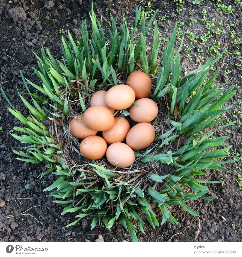 Easter egg hunt in the garden Egg organic eggs Organic produce Garden Earth Plant Lily Nest Easter egg nest Bird's eggs Healthy naturally Brown Green Hide