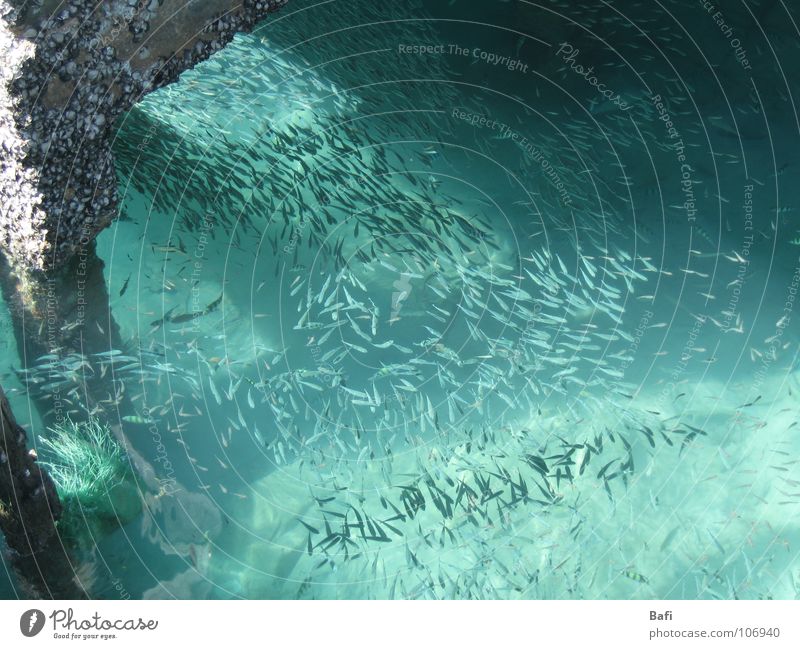 The Ocean of Fish Wet Physics Cold Turquoise Maritime Deep Thailand Phi Phi island Asia Dock Jetty Seafood Multiple Speed Vacation & Travel Life Shoal of fish