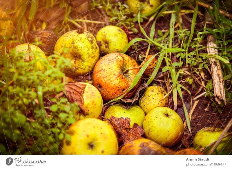 windfall Food Fruit Apple Windfall Nutrition Healthy Environment Nature Earth Autumn Grass Old To dry up Authentic Fragrance Dark Simple Fresh Natural Juicy