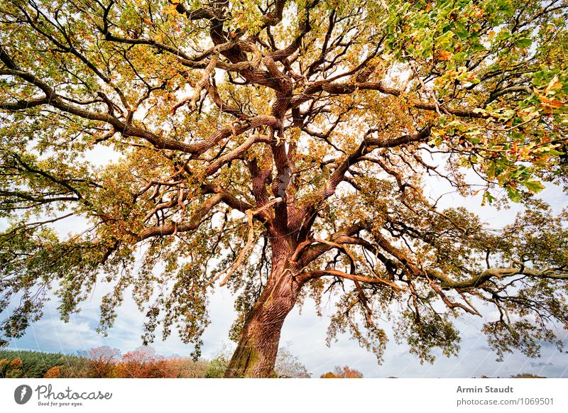 autumn tree Nature Landscape Sky Summer Autumn Beautiful weather Plant Tree Field Forest Discover Growth Esthetic Exceptional Free Fresh Large Natural Yellow