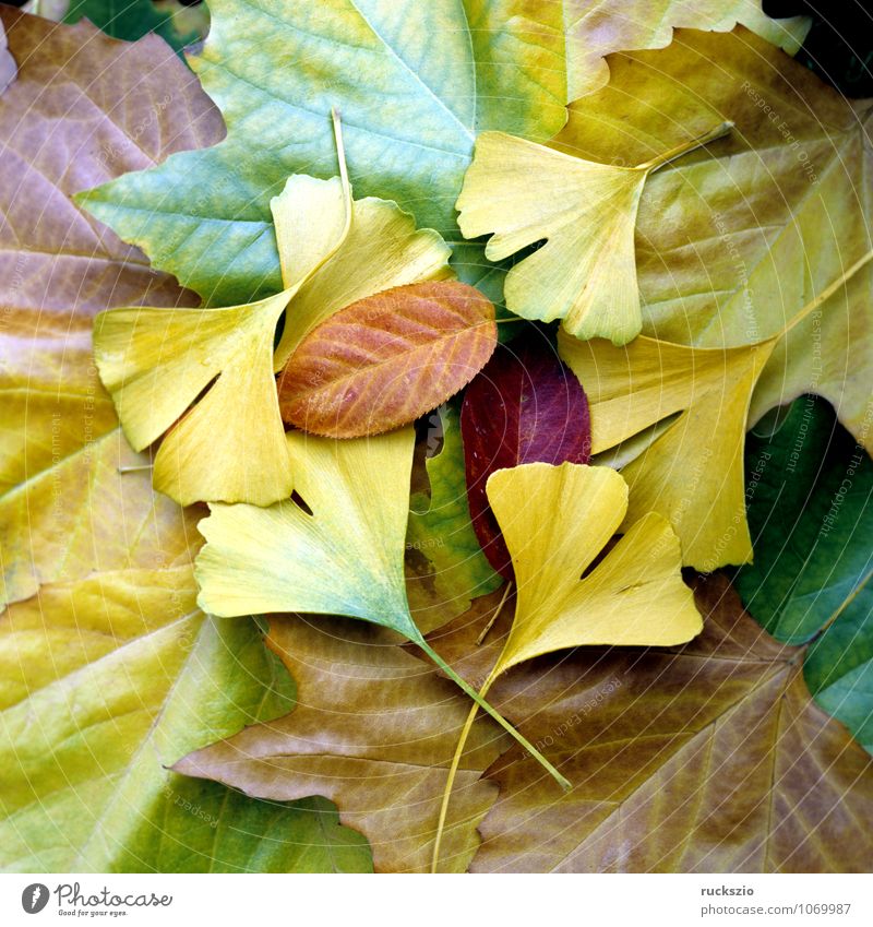 Colourful autumn leaves, Nature Plant Autumn Leaf Illuminate Wild Multicoloured Yellow Red Autumn leaves autumn impression Autumnal colours Maple leaf Ginko