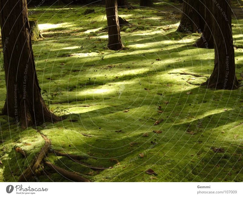 mossy forest Calm Garden Nature Landscape Park Touch Soft Emotions Serene Loneliness Colour Mysterious Dark green Discern Enchanted forest Thought Japan Smooth