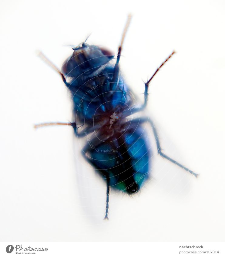 Fly at the kitchen window Insect Wild Animal Hymenoptera Wing Stomach Blue Macro (Extreme close-up) Hair and hairstyles Legs Bee Detail