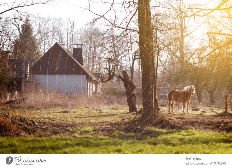 house & horse Agriculture Forestry House (Residential Structure) Detached house Building Animal Horse 1 Glittering Farm Living or residing Brandenburg Pasture