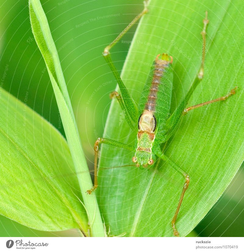 Short-tailed Cricket, Mimicry Animal Wild animal Wing Green Long-horned grasshopper Similar Articulate animals Locust Insect Isophya Brevicauda short-winged