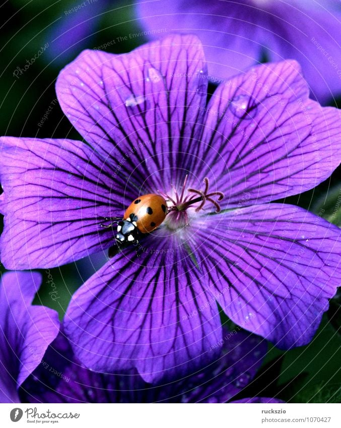 Marienkaefer, Coccinella, semptempunctata, Nature Plant Animal Summer Blossom Beetle Free Red Black White Geranium Ladybird coccinella Insect more able to fly