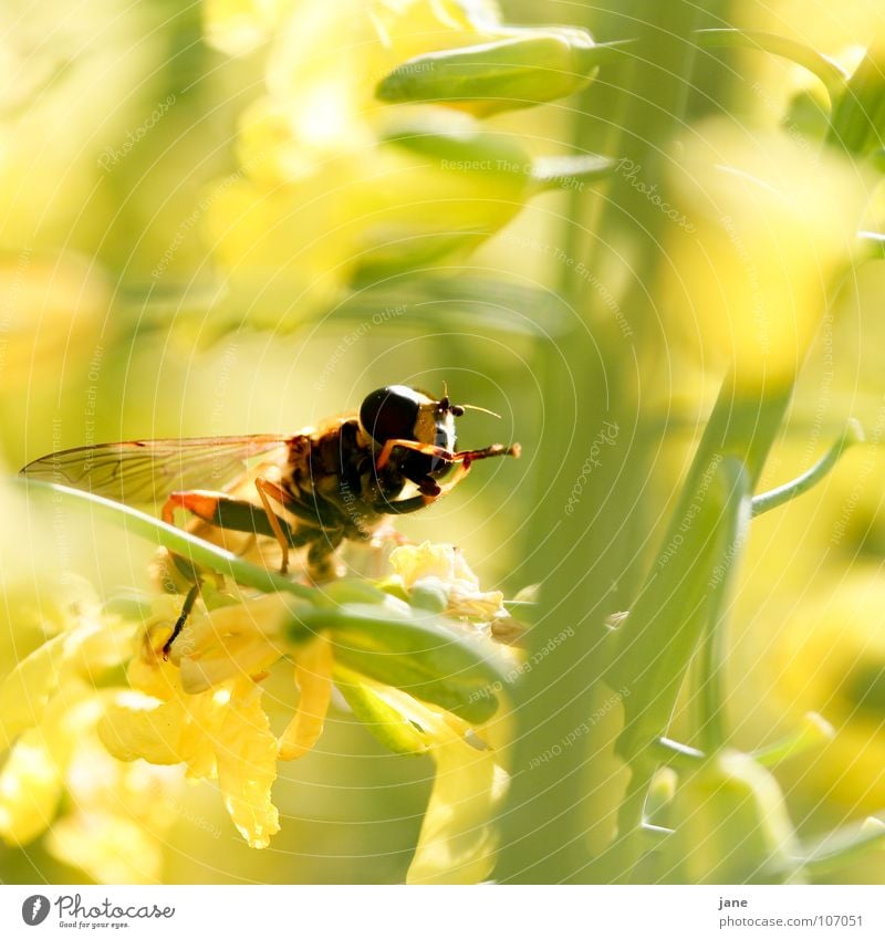 Clap your hands Wasps Flower Blossom Broccoli Summer Cleaning Yellow Green Pollen Animal Plant Spring Feeler Honey Insect Stamen Collection Meadow Fly