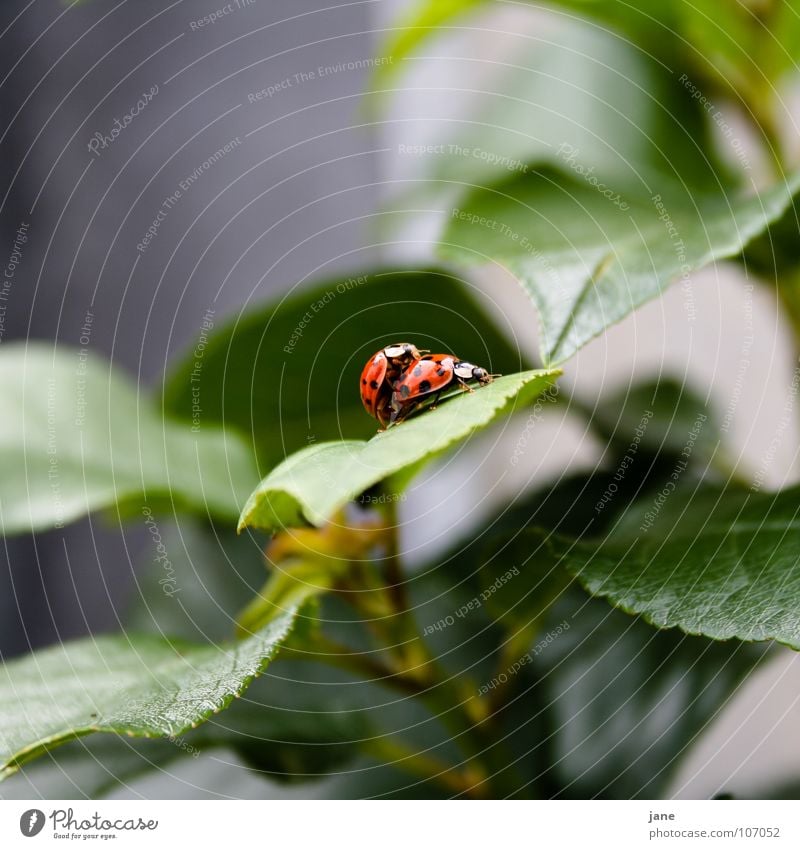 Spring fever I Ladybird Summer Red Black Green Animal Shoot hemispheric airworthy beetle Point