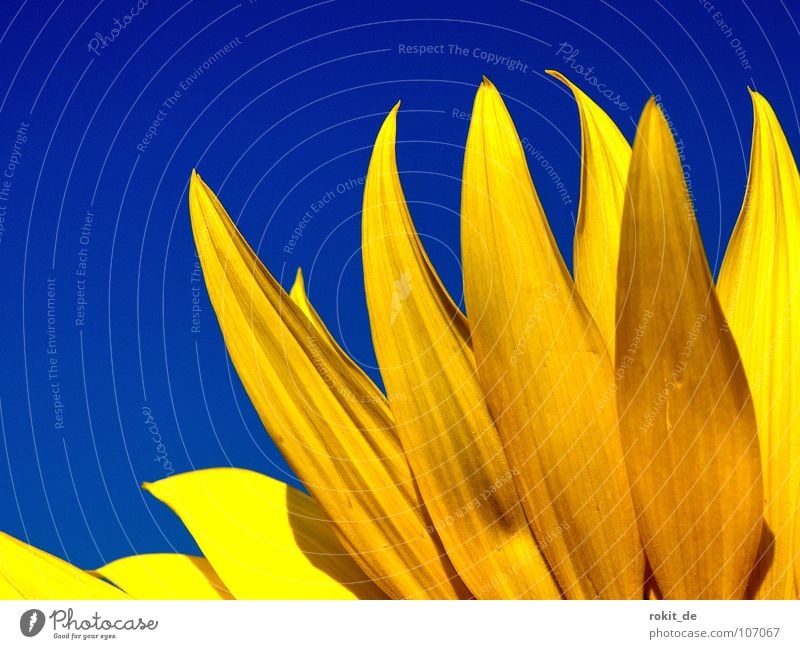 burning flame Burn Flicker the tongue Yellow Sunflower Blossom Blossom leave Summer Stalk Brilliant Physics Cold Sunflower oil Sunflower seed Sunlight Flame