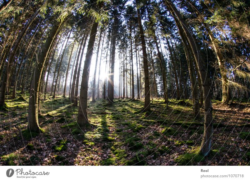 100 | Long shadows Trip Nature Landscape Plant Elements Earth Sun Sunrise Sunset Sunlight Spring Winter Beautiful weather Tree Moss Fir tree Tree trunk Shadow