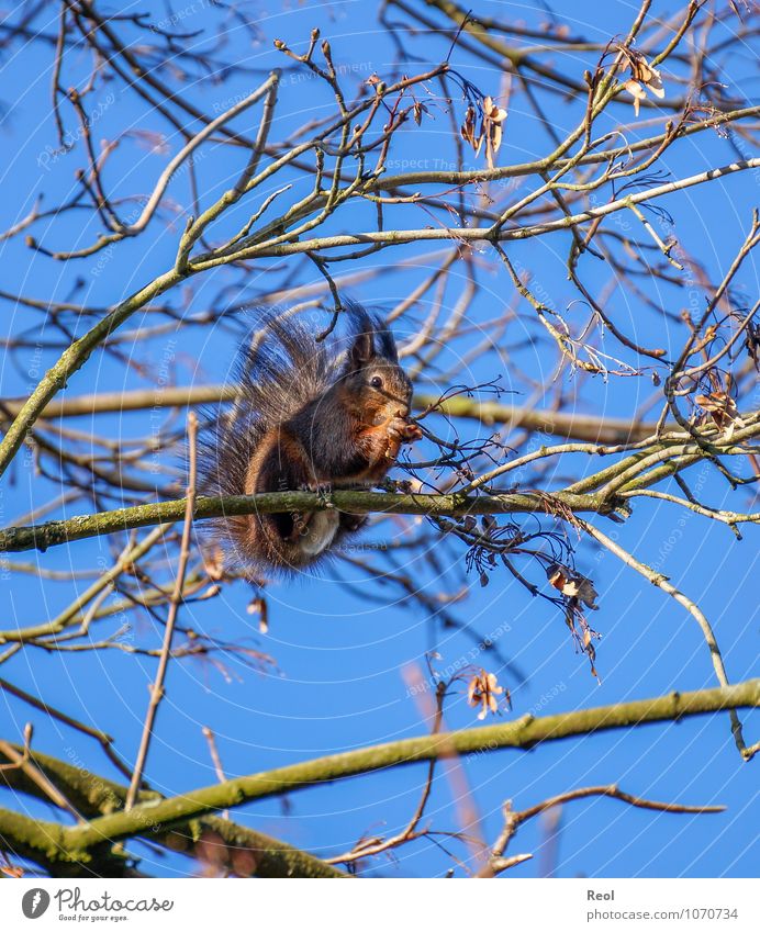 climbing artist Eating Nut Autumn Tree Treetop Maple tree Branch Twig Forest Animal Wild animal Squirrel 1 Blue Brown Climbing Balance Colour photo