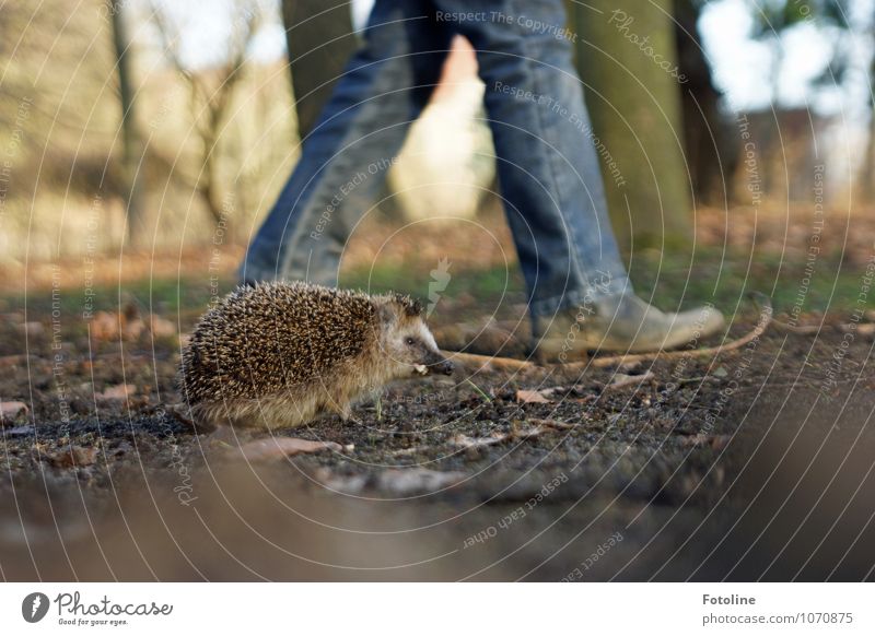 Race hedgehog vs. girl Environment Nature Plant Animal Elements Earth Sand Spring Beautiful weather Tree Garden Park Wild animal 1 Free Bright Small Near Cute