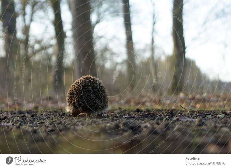 900 spines Environment Nature Plant Animal Elements Earth Sand Spring Beautiful weather Tree Park Field Wild animal 1 Bright Small Near Natural Brown Hedgehog