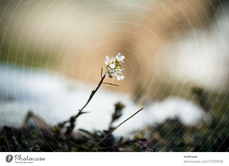 spring awakening Nature Landscape Plant Earth Sunlight Winter Beautiful weather Snow Flower Wild plant Spring flower Twigs and branches Bushes Garden