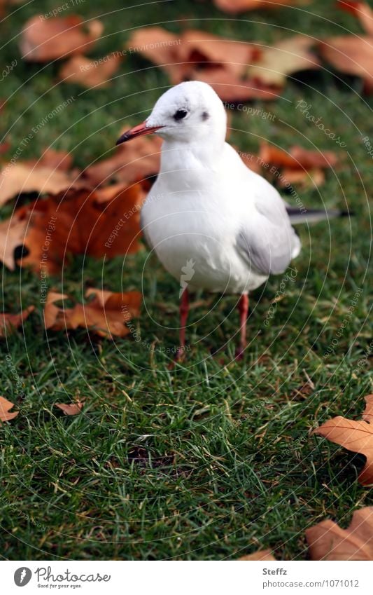 autumn gull Seagull Bird Sea bird bold Wild bird Looking Stand Fall meadow November Autumnal Autumnal colours Sense of Autumn Grass meadow Meadow November mood