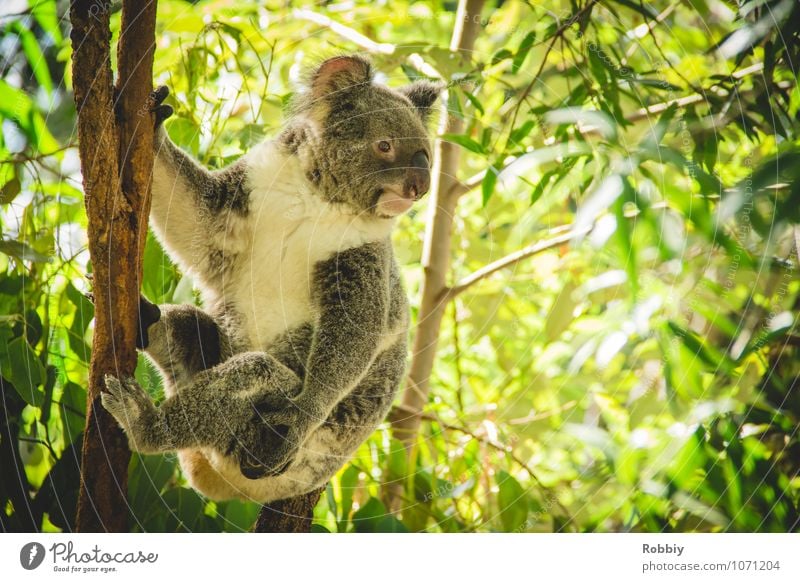 koalalalala I Tree Leaf eucalyptus Eucalyptus tree Forest Virgin forest Australia Animal Wild animal Zoo Koala 1 Observe To hold on Hang Exotic Natural Idyll