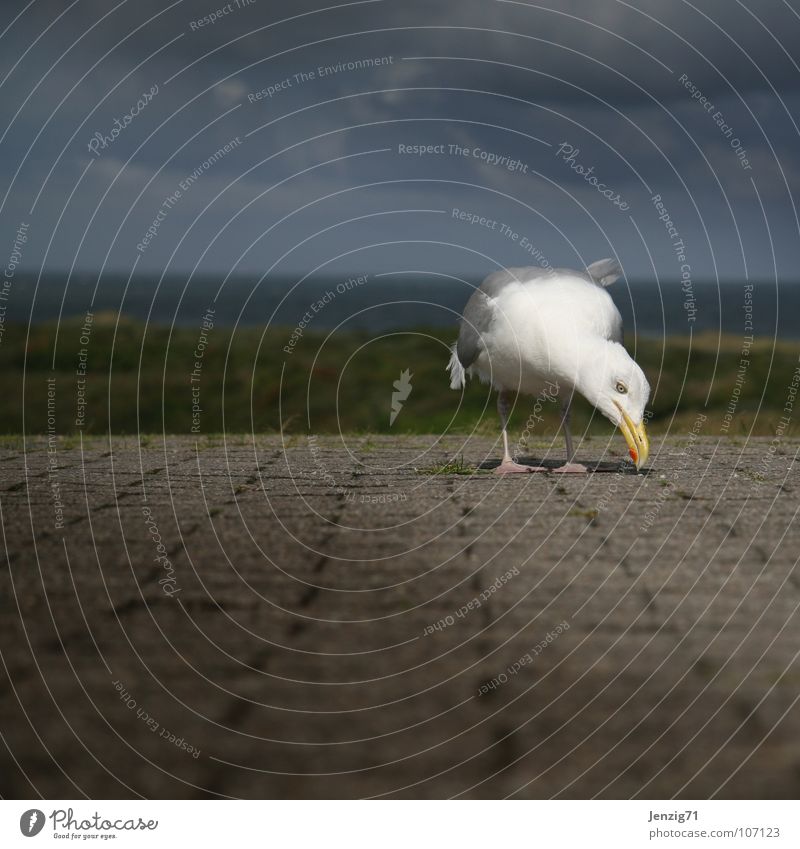 Looking for something? Bird Seagull Search Beak East Frisland Langeoog Ocean Breeze Dike Lanes & trails Walking Island North Feather Peck