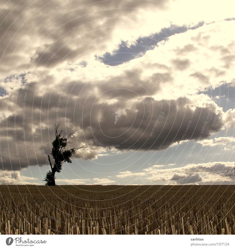 At the end of the world Apocalypse Tree Colorless Back-light Stubble field Autumn Weather Apocalyptic sentiment Sun Silhouette half bonus power pole