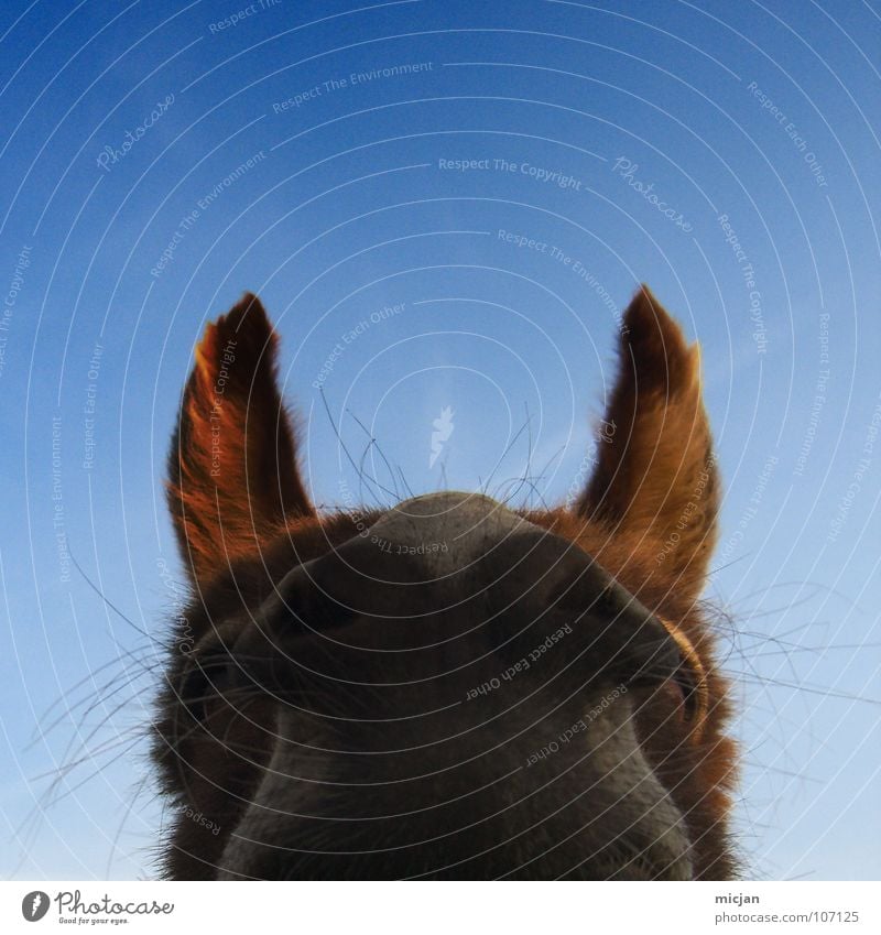 eosebio Horse Snout Nostrils Senses Pelt Curiosity Listening Animal Breathe Funny Mammal Macro (Extreme close-up) Close-up Muzzle pointy ears pointy-eared Point