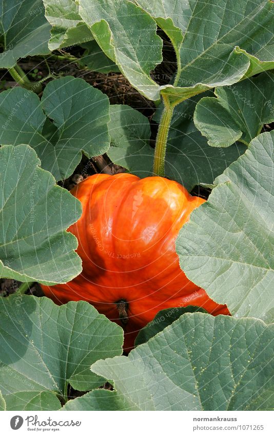 pumpkin Plant Agricultural crop Fresh Healthy Green Orange Pumpkin Vegetable Food Vegetarian diet Pumpkin plants Colour photo Exterior shot Copy Space top Day