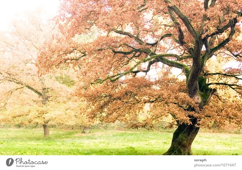 Clearing Autumn Seasons Forest Oak tree Leaf Dreamland Fantasy Fairy tale Plant Change Cycle Nature Landscape Scene Autumnal Idyll Tree Meadow Leaf green