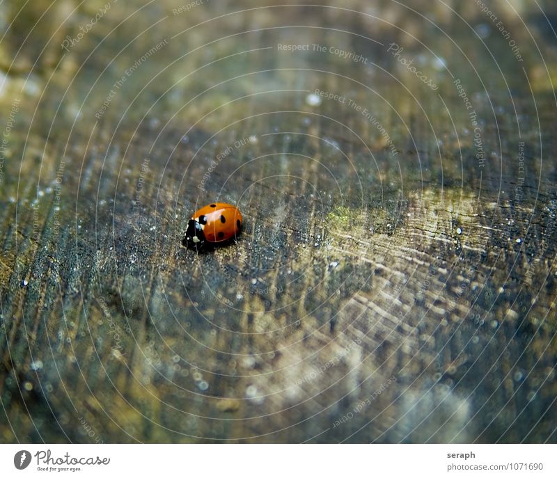 Ladybird Beetle Insect Animal Symbols and metaphors Symbolism lucky New Year's Party New Year's Eve Wood Crawl Moss Weathered Biology Natural Small Cute Point