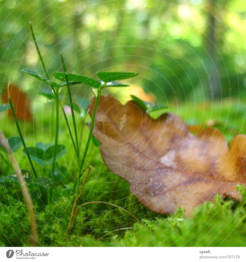 After the rain Autumn Clover Oak tree Leaf Green Grass Brown Grass green Damp Forest Meadow Near Worm's-eye view Patch of light Calm Search Find Discover Pure