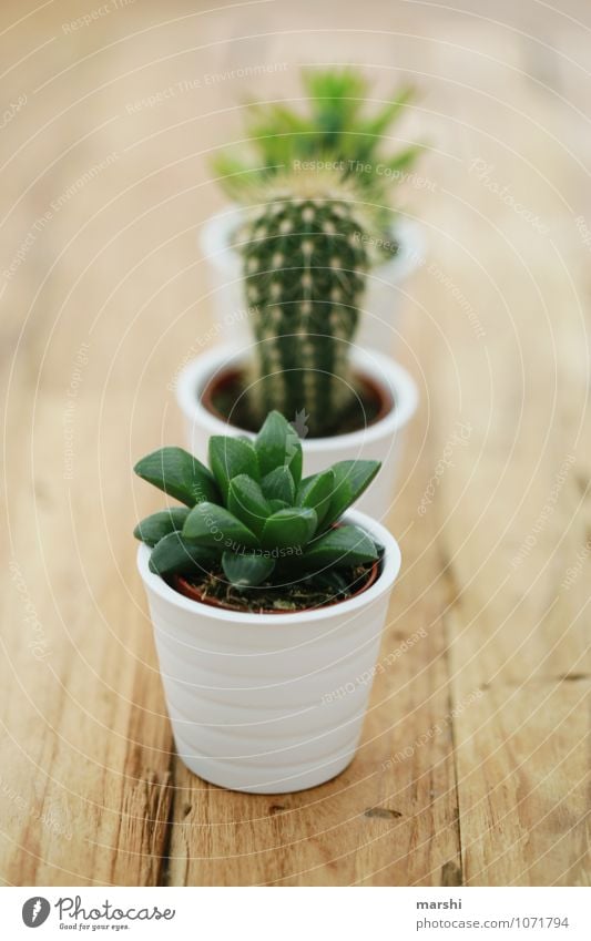 captivating trio Living or residing Flat (apartment) Nature Plant Green Cactus Succulent plants 3 Wooden table Decoration Colour photo Interior shot Detail Day