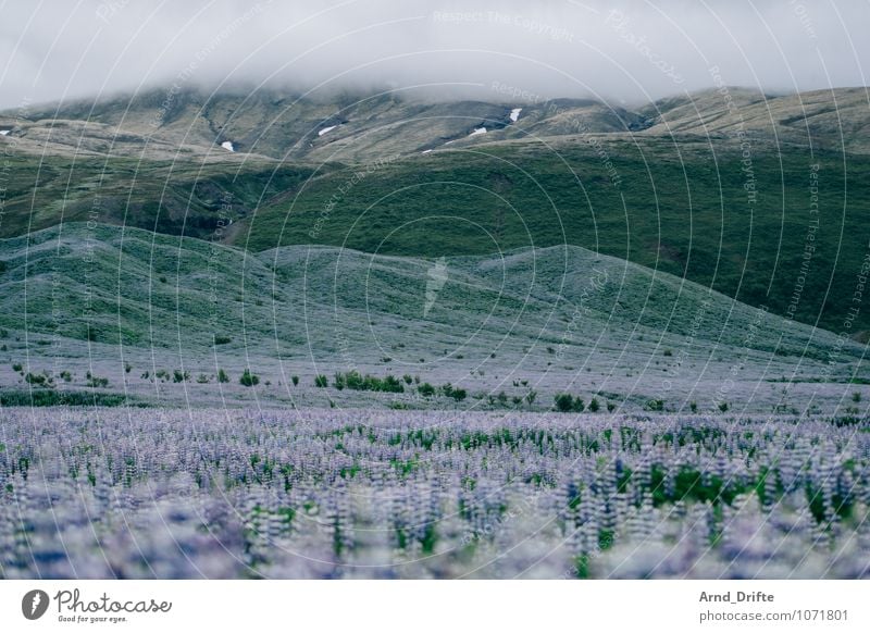 lupins Vacation & Travel Tourism Trip Adventure Far-off places Environment Nature Landscape Plant Sky Clouds Flower Grass Bushes Lupin Lupine field Meadow Field