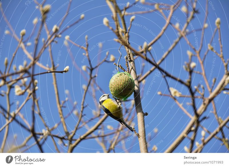 Blue Tit 1 Animal Bird Wing Feeding Authentic Original Soft Multicoloured Colour photo Exterior shot Day Light Shadow Contrast Back-light Blur Motion blur