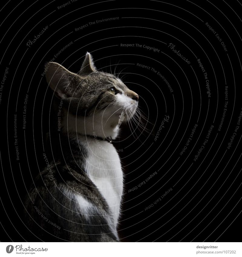 instinct Cat Domestic cat Land-based carnivore Dark Hunter Watchfulness Testing & Control Concentrate Anxious Nerviness Looking Listening Mammal lotta Hunting