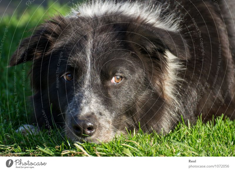 Waiting Nature Plant Animal Grass Meadow Pet Dog border collie Lie Herding dog 1 Green Black White Life Watchfulness Pelt Eyes Looking away Ground Head Calm