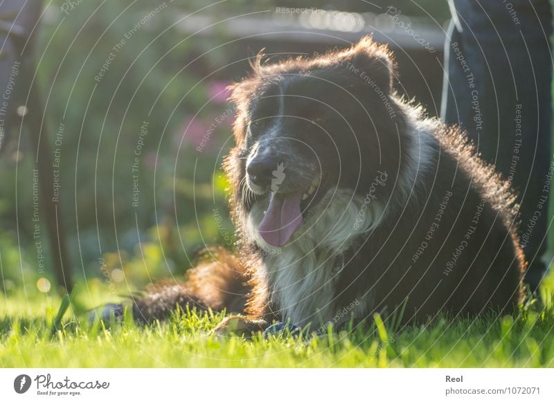 sunbath Summer Plant Grass Garden Meadow Pet Dog border collie Breathe Tongue Lie Herding dog 1 Animal Illuminate Black White Head Pelt Living or residing