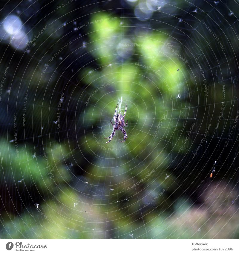 Network Rope Zoo Environment Nature Elements Beautiful weather Plant Animal Spider 1 Line To feed Hang Threat Creepy Hideous Green Fear Spider's web Spider legs