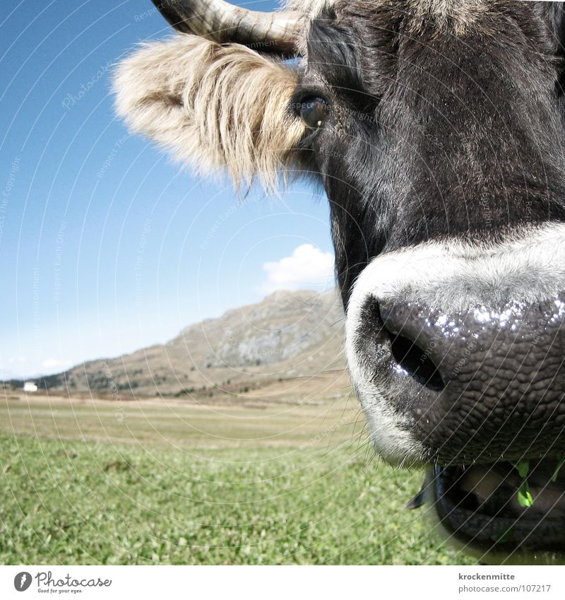 masticated Cow Meadow Green Switzerland Cattle Dairy cow Flower meadow Summer Grass Close-up Nutrition Pelt Mammal Pasture Sky Antlers Mountain Alpine pasture