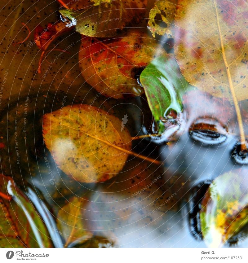 waterbed Autumn Multicoloured Leaf Wet Puddle Autumnal colours Seasons Bad weather Green Watercolor Water puddle Muddled Glittering Film of oil Surface tension