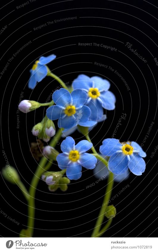 Forget-me-not swamp, Myosotis palustris Water Leaf Bog Marsh Pond Lake Free Blue Black Forget-me-not Swamp myosotis palustris blue blossom